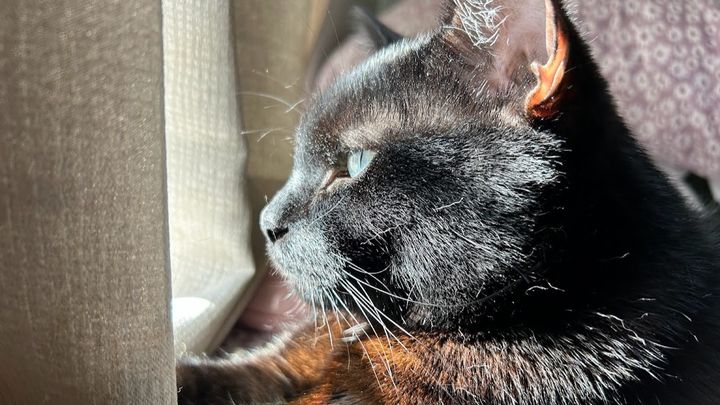 Help Toothless with Vet Bills and Travel Safely to Scotland campaign photo, 1 of 8