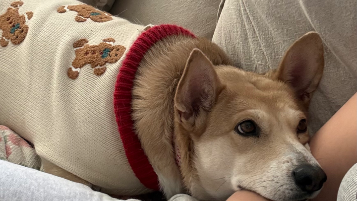 Donate to My Dog's Urgent Surgery Fund campaign photo, 1 of 6