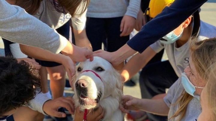 Bring a therapy dog to Bright Beginnings Center! campaign photo, 1 of 2