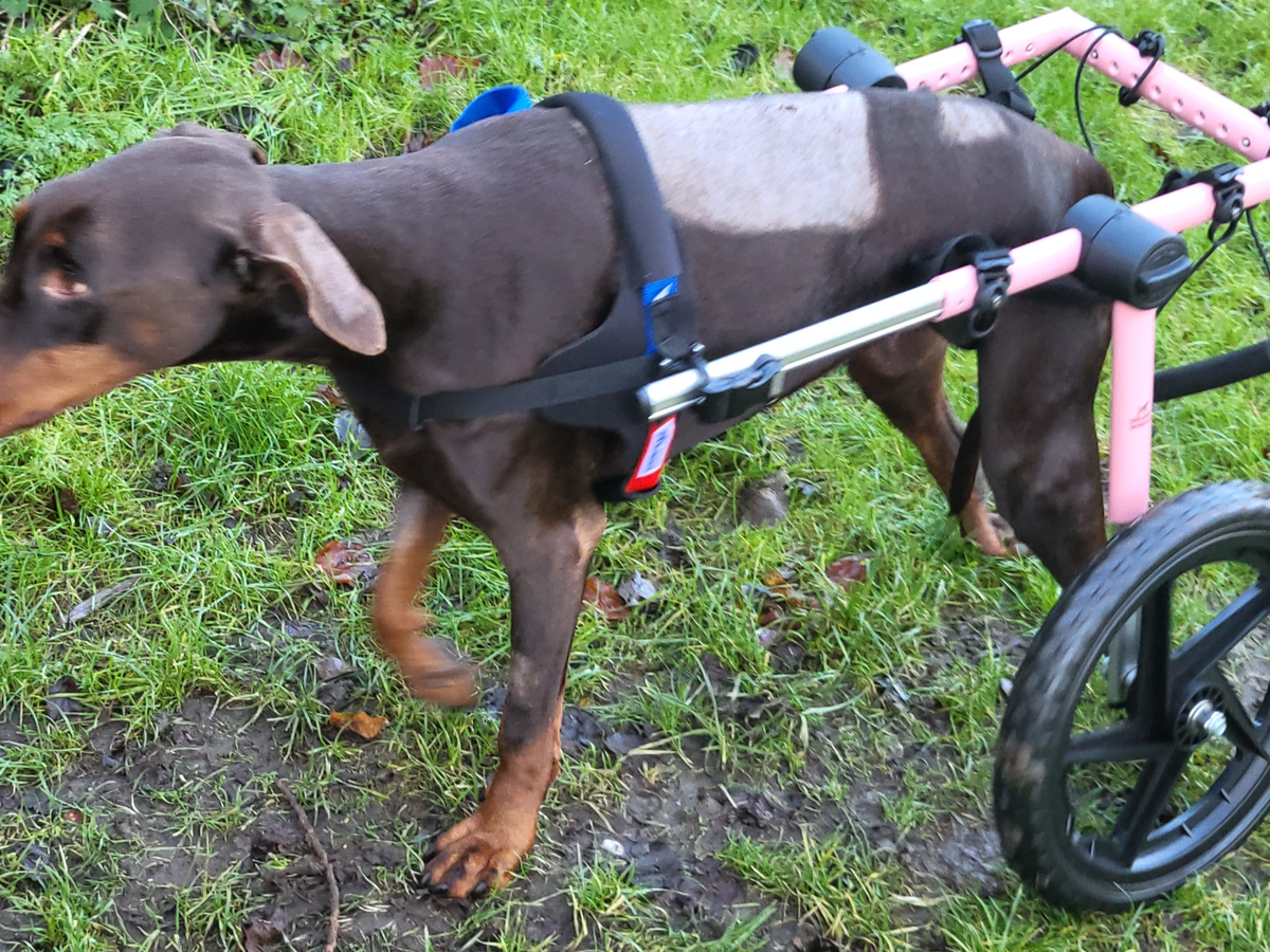 Zoo the disabled dobermann campaign photo, 1 of 8