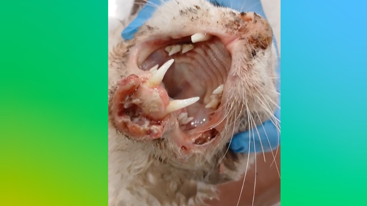 Support Aniqa’s Rescue Work to Help Save Voiceless Lives campaign photo, 1 of 8