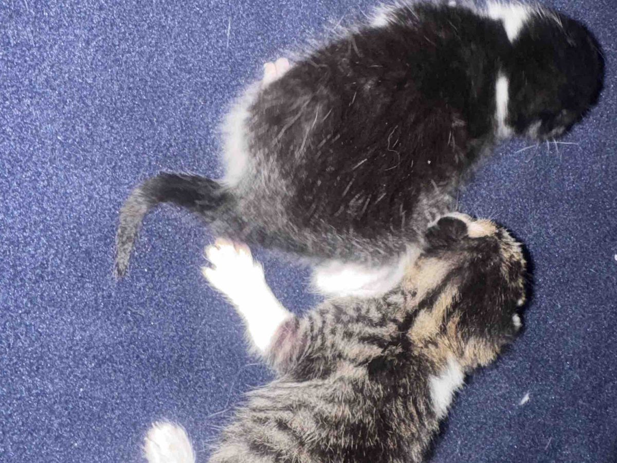 Fundraiser’s main image