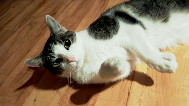 Mopsi (2 Jahre) braucht Hilfe – ein kleiner Kater in Not campaign photo, 1 of 7
