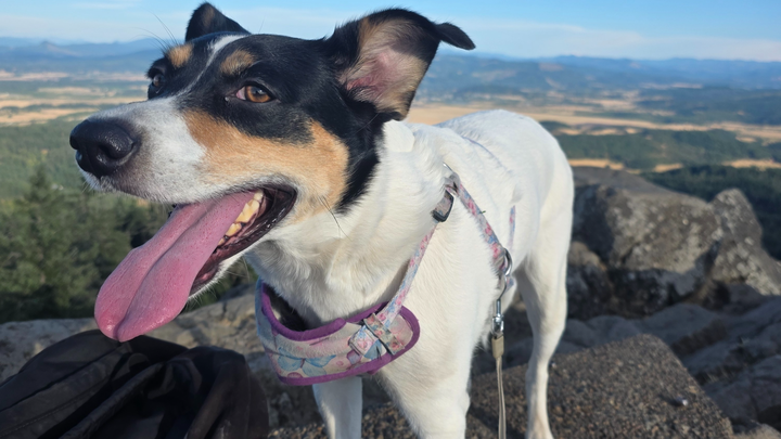 Help Bunny Get the Surgery She Desperately Needs campaign photo, 1 of 8