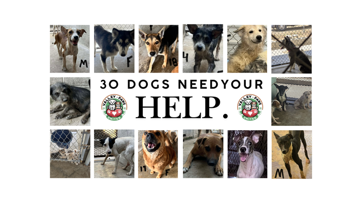 Help Valley Paws United Save the Dogs No One Else Would campaign photo, 1 of 3