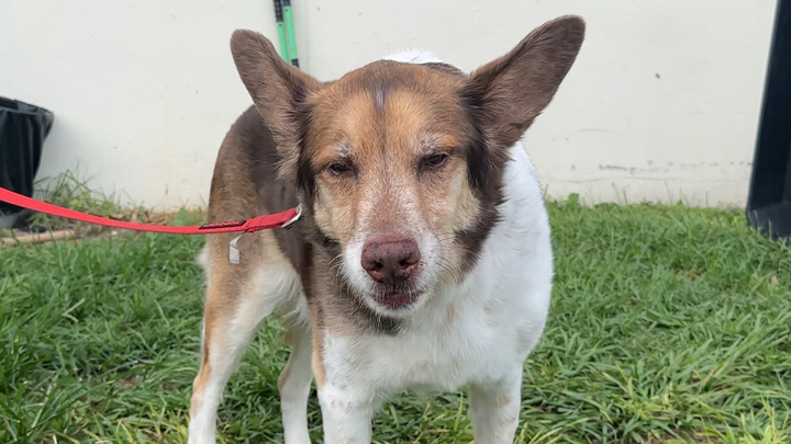 Help this sweet senior Aussie get the vet care he needs campaign photo, 1 of 6