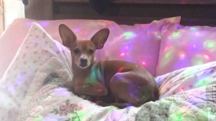 My Dog Needs Vet Care! Please Help Little Arnie! campaign photo, 1 of 2