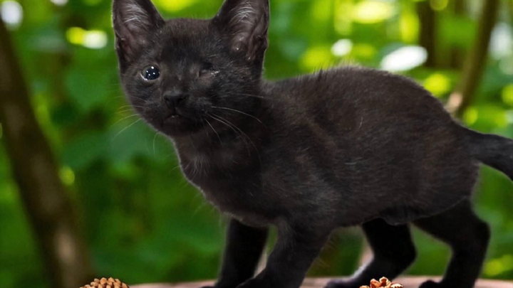 Support Winky's Lifesaving Treatment campaign photo, 1 of 3