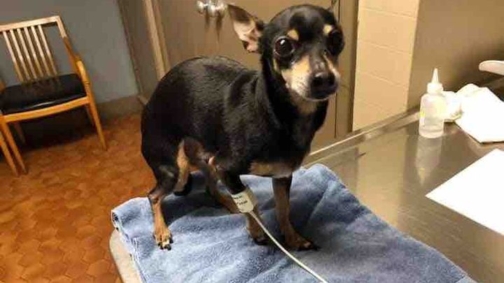 Punky needs help for an urgent Open Heart Surgery campaign photo, 1 of 3