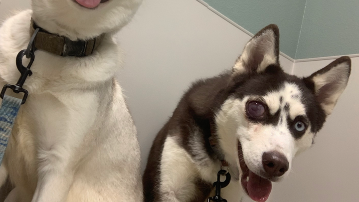 FUNDED Valkyrie's Urgent Eye Removal Surgery campaign photo, 1 of 2