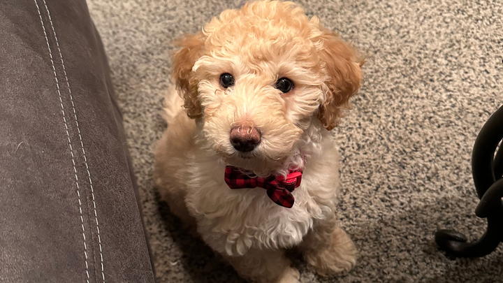 Support Elliot’s Life-Saving Surgery campaign photo, 1 of 7