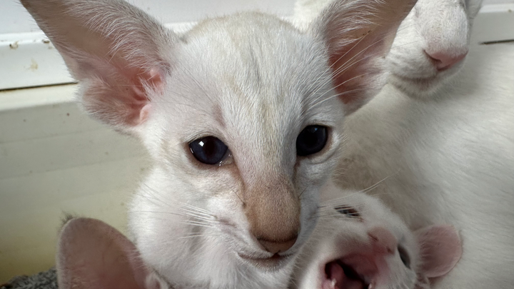 Baby Hellion Vet costs. campaign photo, 1 of 3