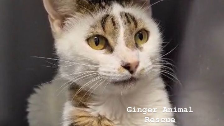 Support Life-Saving Care for Ginger Animal Rescue campaign photo, 1 of 6