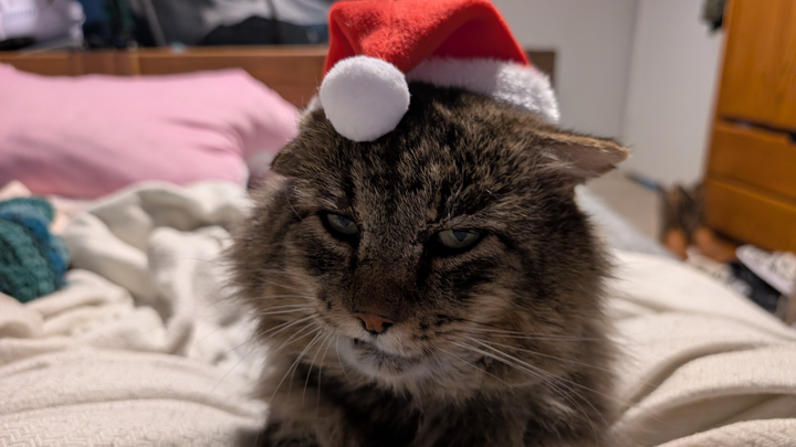Support Skraggy's Vet Care and Recovery campaign photo, 1 of 7