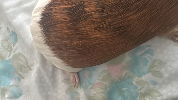 My guinea pig has a broken leg campaign photo, 1 of 3