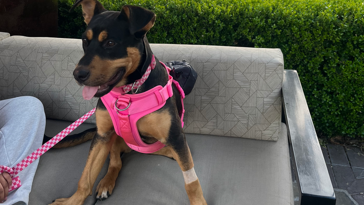 Lola's Medical Journey: Your Help is Needed campaign photo, 1 of 7