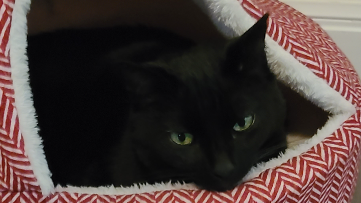 Fur babies & myself are in need of donations campaign photo, 1 of 3