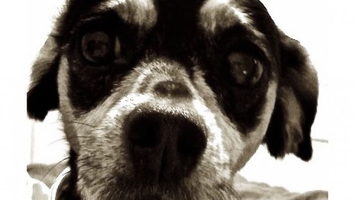 Caseys surgery campaign photo, 1 of 3