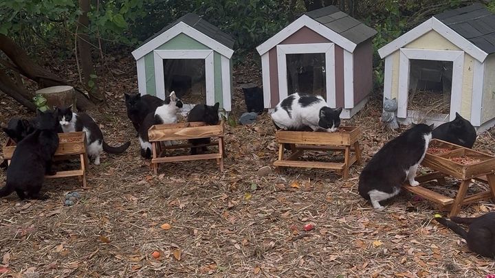 Help Us Build a Forever Home for the Whiskerwood Cats. campaign photo, 1 of 8