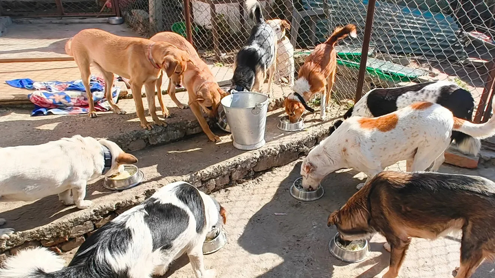 The dogs in the mountains and their rescuers campaign photo, 1 of 7