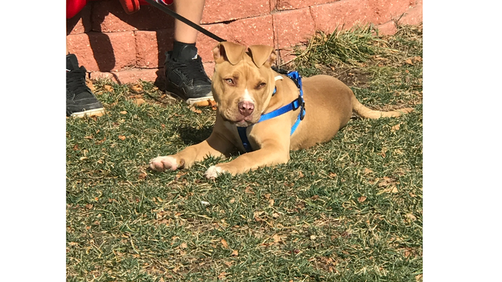 Canelo Needs Your Help campaign photo, 1 of 8