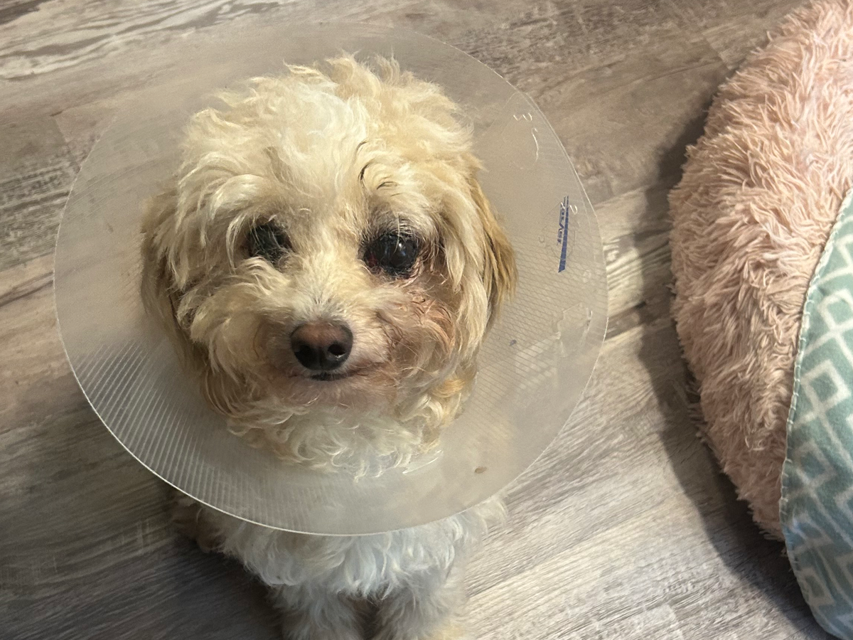 Support Minnie's Urgent Eye Surgery campaign photo, 1 of 7