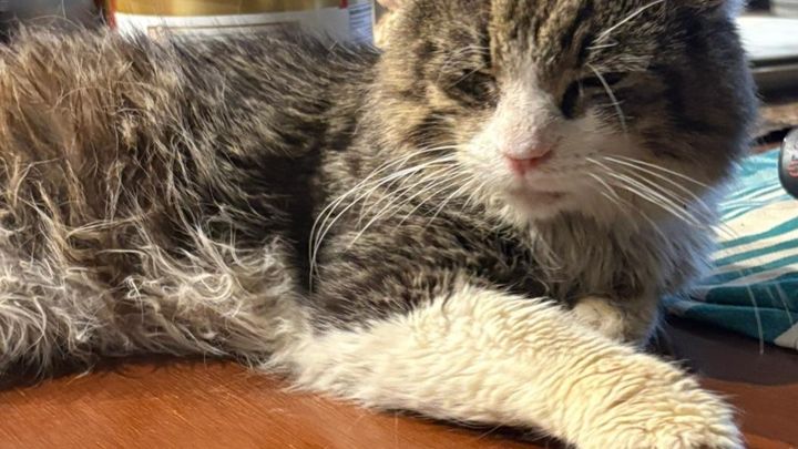 Help a non-kill shelter that saves cats with vet bills campaign photo, 1 of 7