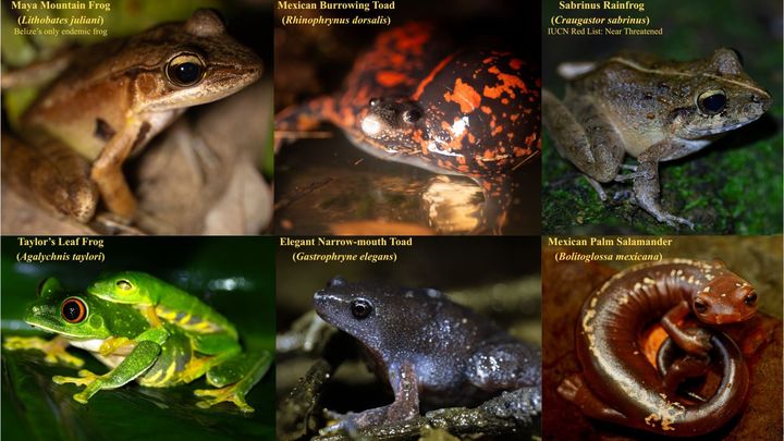 Support conservation research to protect Belize amphibians campaign photo, 1 of 5