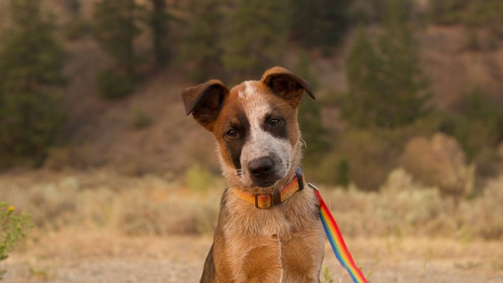 Help Winston beat parvo campaign photo, 1 of 7