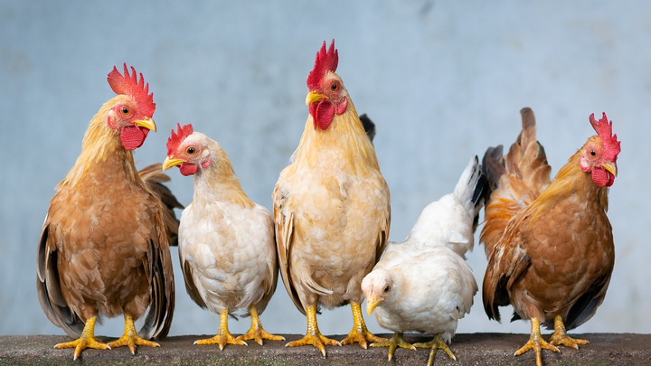 Fowl Play Fundraising campaign photo, 1 of 3