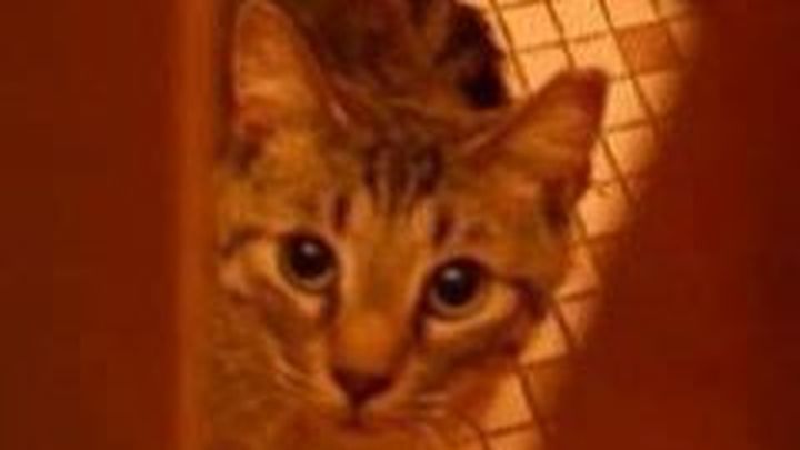 Help Metro Cat Rescue help Community Cats! campaign photo, 1 of 3