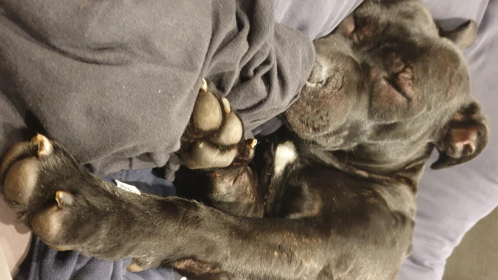 Help with emergency surgery vet fees for Lara campaign photo, 1 of 7
