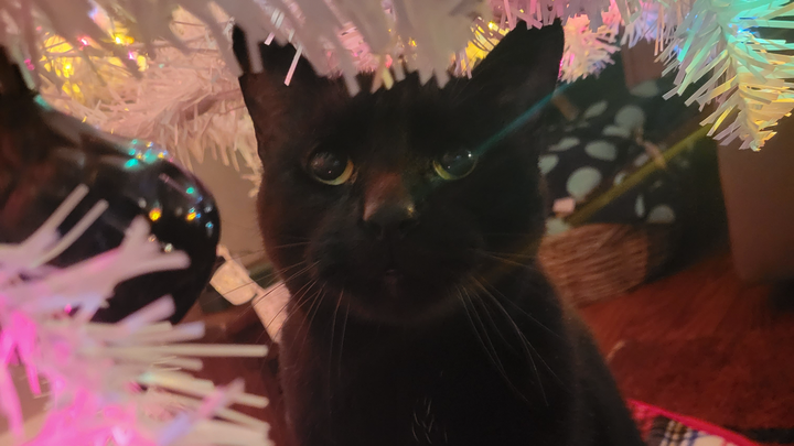 Support Zuzu's Eye Surgery Fund campaign photo, 1 of 6