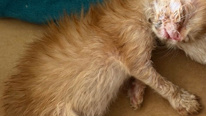 Help Ozzy Get the Vet Care He Needs campaign photo, 1 of 4