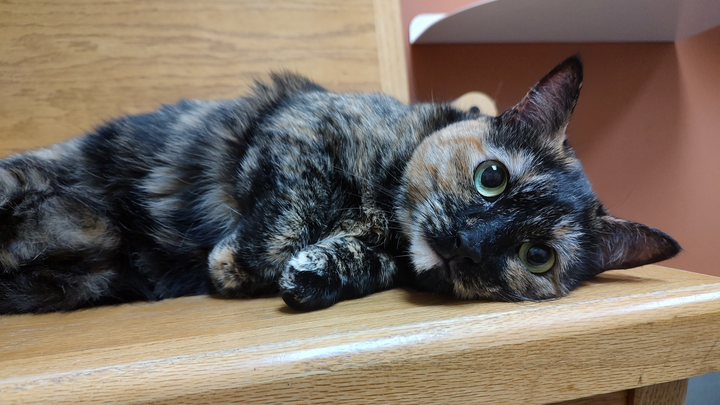Support Rotini and Her Owner in Crisis campaign photo, 1 of 7