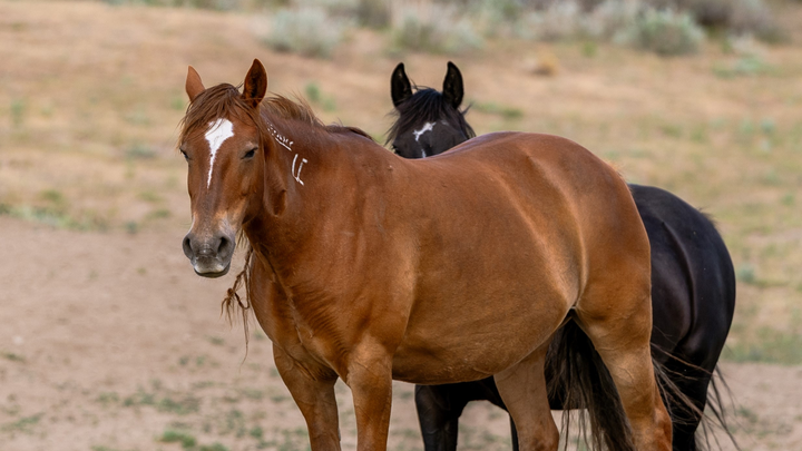 Gib BLM Mustangs ein neues Zuhause in Freiheit campaign photo, 1 of 8