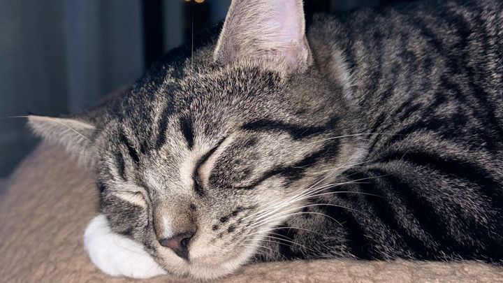Help Myshka Recover and help pay for the vet bills campaign photo, 1 of 2