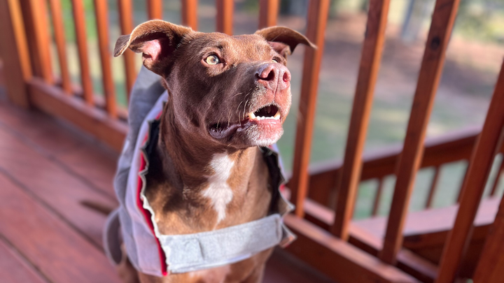 Help Brownie Get Life-Saving Surgery campaign photo, 1 of 6