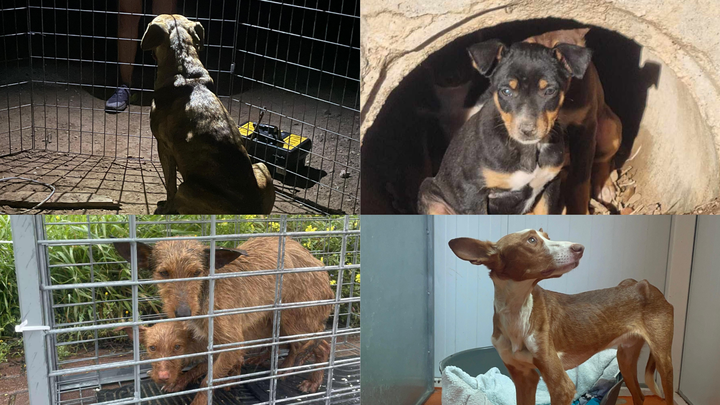 Kamera dringend gesucht: Rette Hunde mit uns! campaign photo, 1 of 8