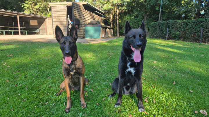 Help Save Rose & Other dogs campaign photo, 1 of 8