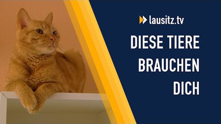Miniatura del video Charity-Aktion: Gemeinsam für das Tierheim Cottbus, 1 di 3