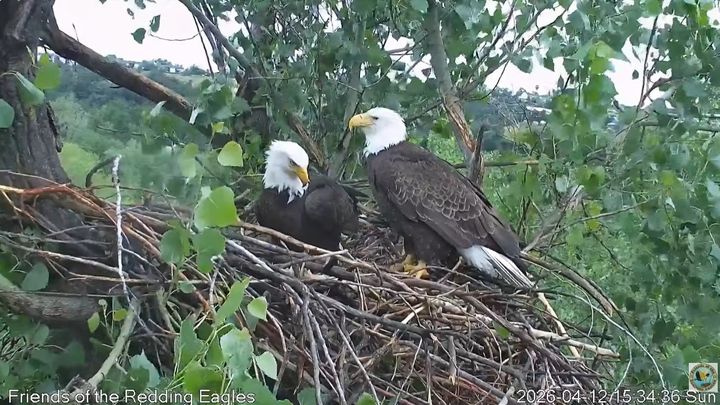 Support Our Redding Eaglecam Fund