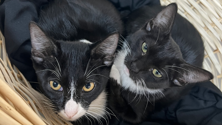 Support Kitty Lemonade’s Emergency Rescue campaign photo, 1 of 5