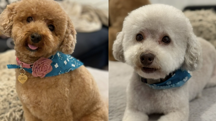 Help Peanut & Glowie Heal campaign photo, 1 of 4