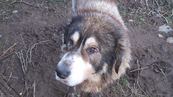 Vet bill for eye surgery campaign photo, 1 of 6
