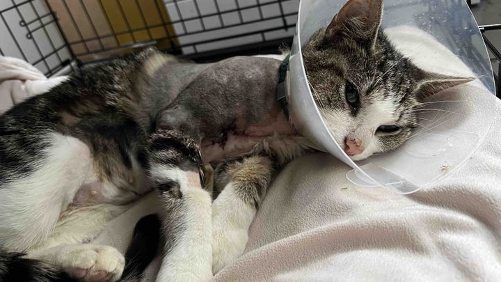 Please Help Pay Friggs Vet Bills campaign photo, 1 of 8