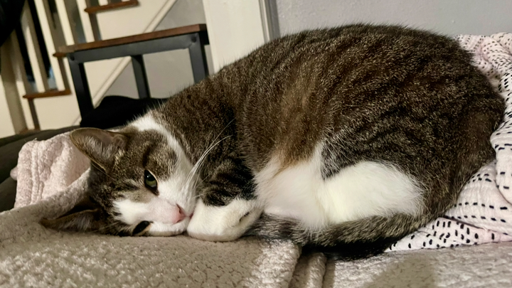 Save Dumpster: Urgent Surgery Needed campaign photo, 1 of 4