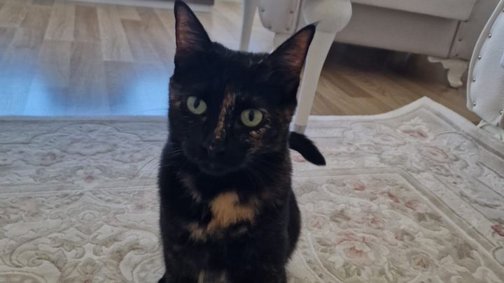 Dringende Unterstützung bei den Kosten für 2 Katzen campaign photo, 1 of 3