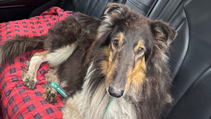 Help! 16 Days Missing, Duke the incredible Fighter campaign photo, 1 of 11