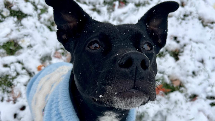 Support Reina's Vet Fees campaign photo, 1 of 6